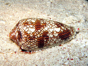 Pain-killing cone snail venom