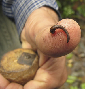 Leeches, your circulation’s favorite friend