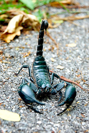An Israeli scorpion’s sting zeroes in on cancer cells