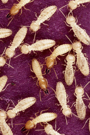 Bacteria-terminating termites