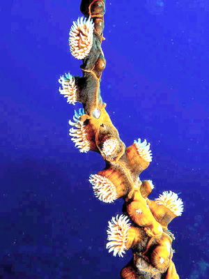Sea anemones for swatting down diabetes, MS and arthritis